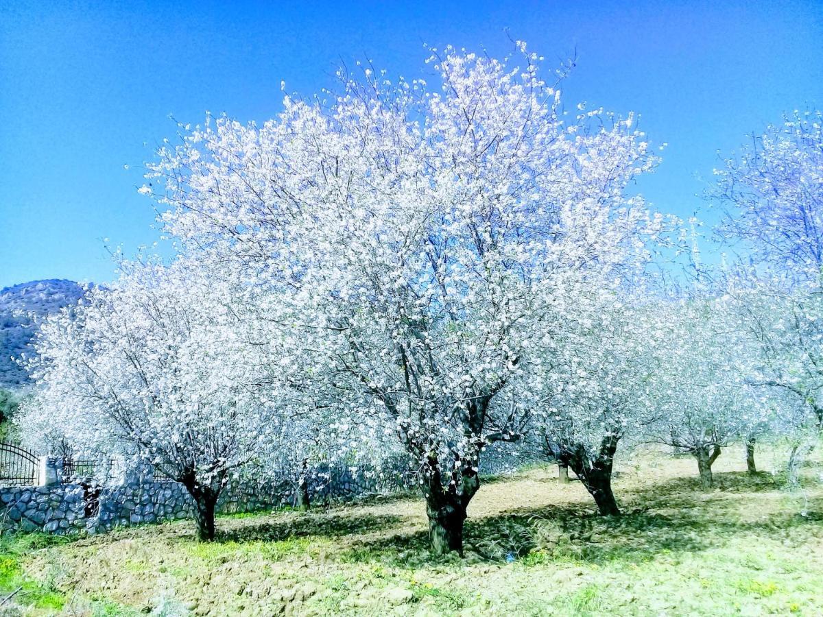 Mavi Kelebek Datça Exteriör bild